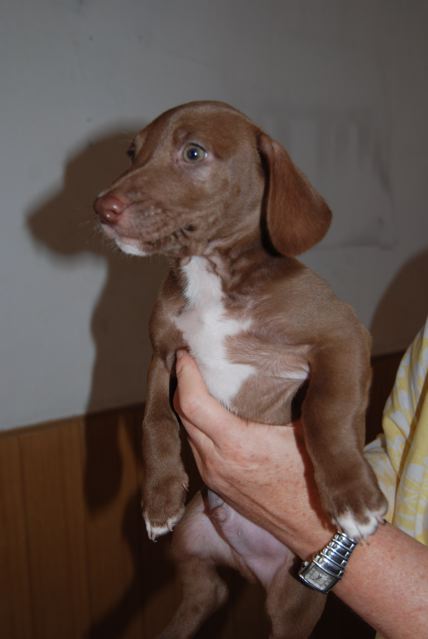 Beagle-Mix - MICKY ist reserviert, (Welpe(n)) - Zuhause ...