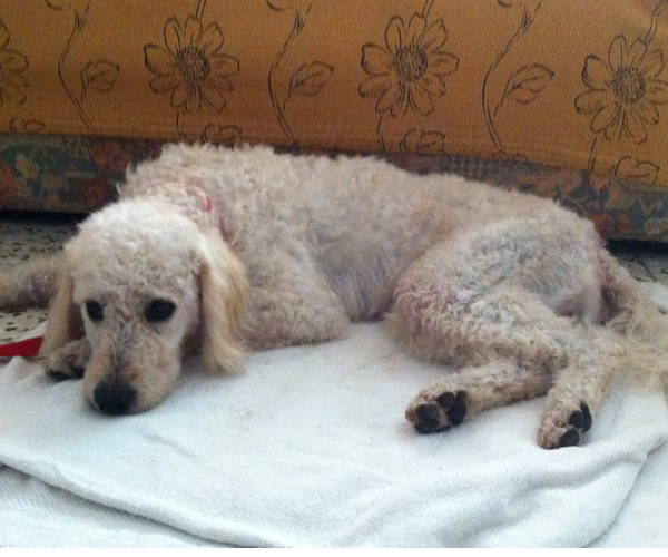 Pudel Mix Nino Rude Zuhause Gefunden Hunde Suchen Ein