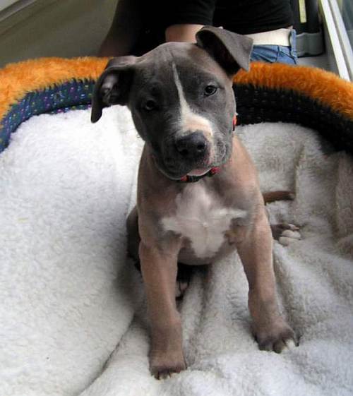 American Stafford Terrier - Onita, (Welpe(n)) - Zuhause gefunden ...