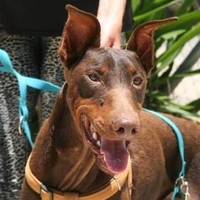 Bruno