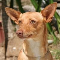 Teo