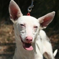 Dobbie