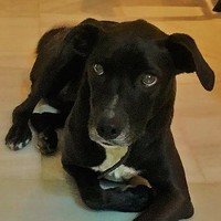 Zena