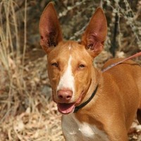 Canelo