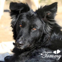 Anzeige Tommy lesen