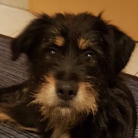 Anzeige Feli lesen