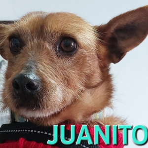 Juanito