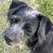 Jack Russel Schnauzer Mix TICO, (Rüde) Zuhause gefunden Jack Russel Schnauzer Mix TICO, (Rüde) Zuhause gefunden