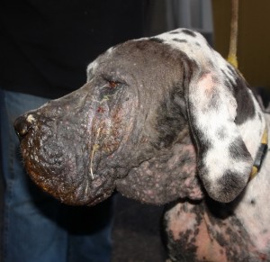 Deutsche Dogge Platina Notfall Hundin Zuhause Gefunden