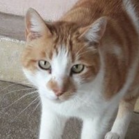 Niesel