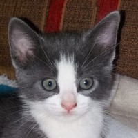 Lucas