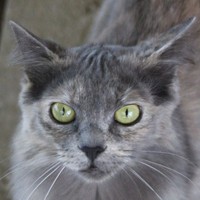 Bella