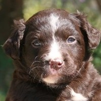 Charles