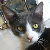 Luca