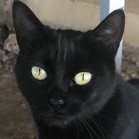 Embla