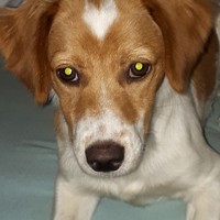 Anzeige Jasmine lesen