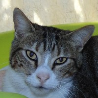 Patita