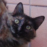 Hazel