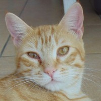 Milo