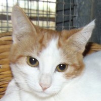 Bibi