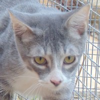 Cooper und Findus