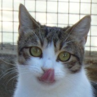 Kitty