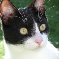 Vilma (Wilma)