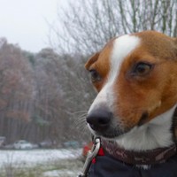 Anzeige Samantha lesen