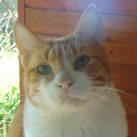 Kalle
