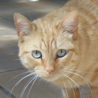 Neila