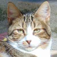 Bruno