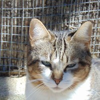 Esther