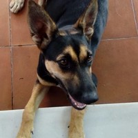 Nessi