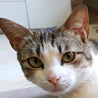 Cleo