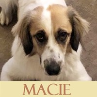 Anzeige Macie lesen