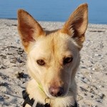 Anzeige Bimba (jetzt Shila) lesen