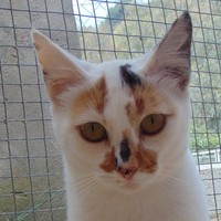 Maudi