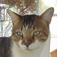 Pancho
