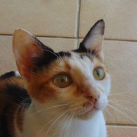 Daphne