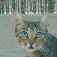 Rashka