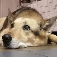 Bea
