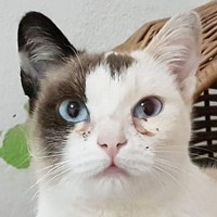 Nikita