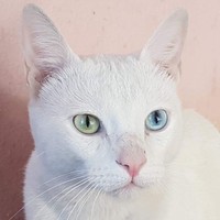 Winston