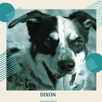 Anzeige Dixon lesen