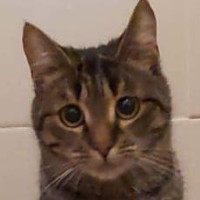 Elsie (PLZ 55294)