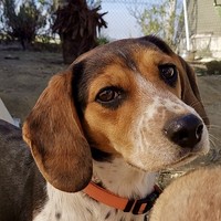Beagle In Not Hundevermittlung Das Online Tierheim Sucht Deine