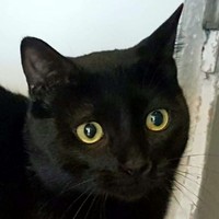 Vader