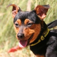 Anzeige Rocky lesen