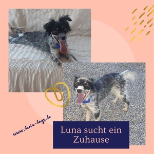 Anzeige Luna lesen