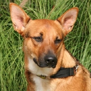 Anzeige Bruno lesen